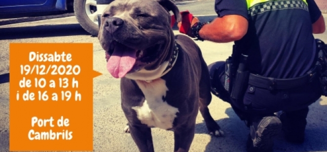La Policía Local de Cambrils inicia una campaña para favorecer la adopción de animales de compañía. La Policía Local de Cambrils inicia una campaña para favorecer la adopción de animales de compañía.