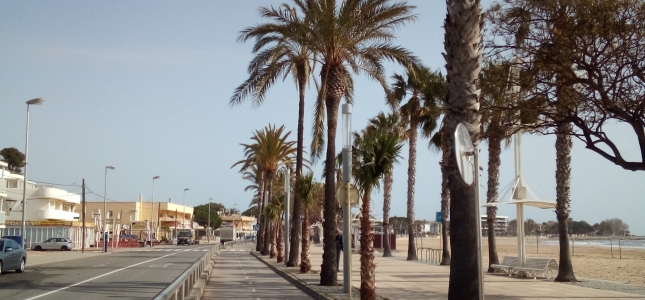 El Ayuntamiento de Cambrils planta 18 palmeras en el paseo marítimo.