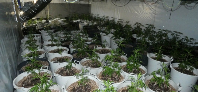 Desmantelado un cultivo ilegal con 468 plantas de cannabis en un chalet de Cambrils.
